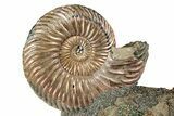 Iridescent, Pyritized Ammonite (Quenstedticeras) Fossil Display #344281-1